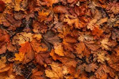 Golden Autumn Leaves Forest Background