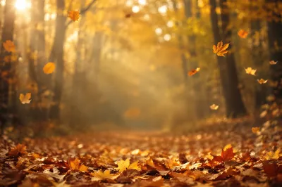 Golden Autumn Leaves Woodland Background