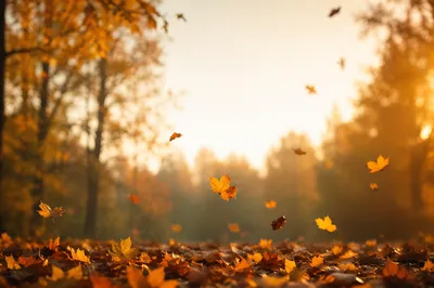 Golden Autumn Leaves Woodland Background