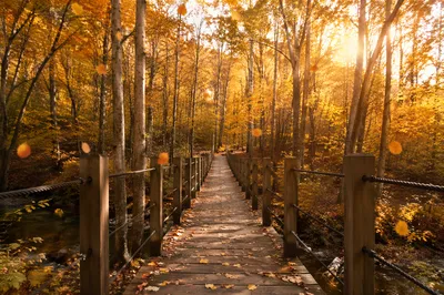 Golden Autumn Footbridge Through Quiet Forest