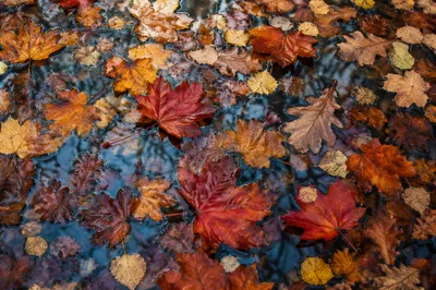 Golden Autumn Leaves on Woodland Puddle