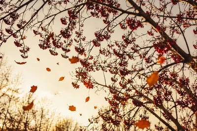 Golden Autumn Leaves and Bare Branches