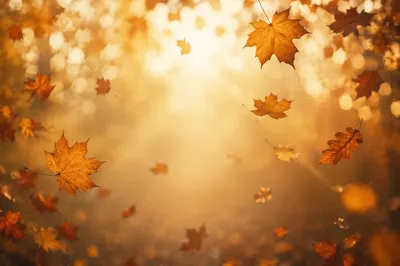 Golden Autumn Leaves in Warm Woodland Light