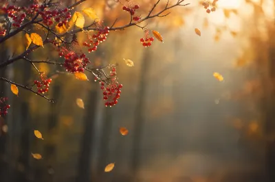 Golden Autumn Branches with Red Berries