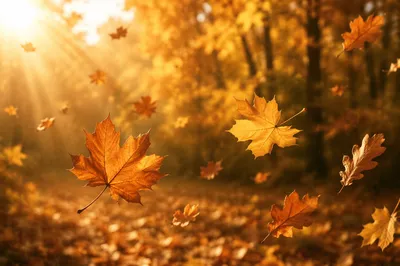 Golden Autumn Leaves in Warm Woodland Light