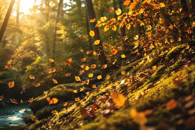 Golden Autumn Leaves in Woodland Light