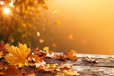 Golden Autumn Leaves Background with Text Space