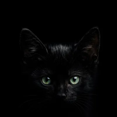 Black Kitten Emerging from Dark Solid Background