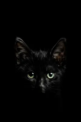 Mysterious Black Kitten on Dark Background