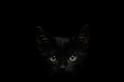Mysterious Black Kitten on Solid Dark Background