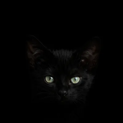 Black Kitten Emerging From Dark Background