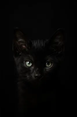 Mysterious Black Kitten on Dark Background