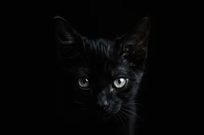Black Kitten on Minimal Dark Background