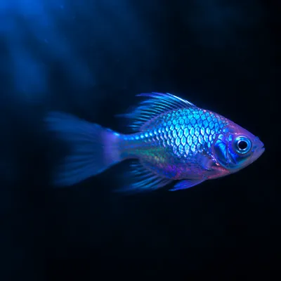 Moody Blue Tropical Fish Gradient Background