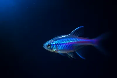 Moody Blue Underwater Fish Gradient Background