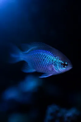 Moody Blue Underwater Fish Background
