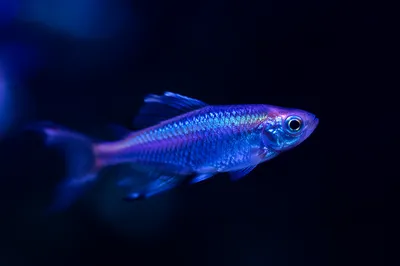 Iridescent Fish on Moody Blue Gradient