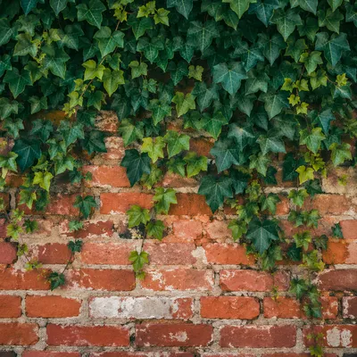Red Brick Wall With Green Ivy