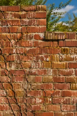 Weathered Red Brick Wall with Moss