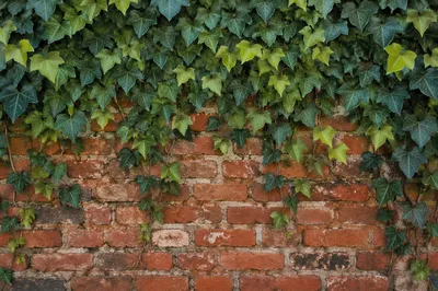 Aged Red Brick Wall with Green Ivy