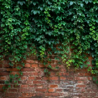 Aged Red Brick Wall With Green Ivy