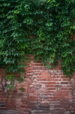 Red Brick Wall With Green Ivy
