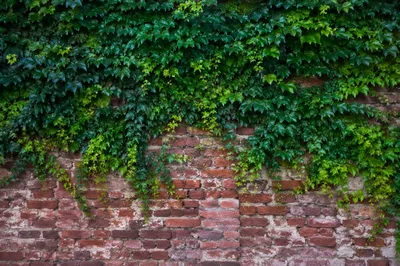 Aged Red Brick Wall with Green Ivy