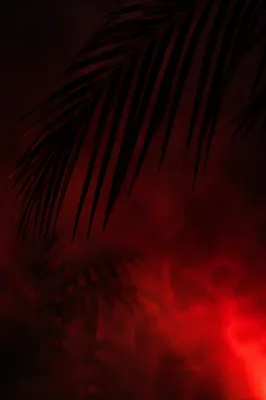Dark Crimson Palm Fronds Smoky Background