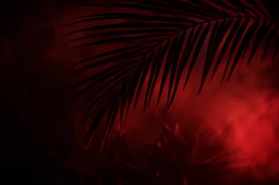 Dark Crimson Palm Fronds Background