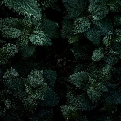 Dark Botanical Cross Textured Background
