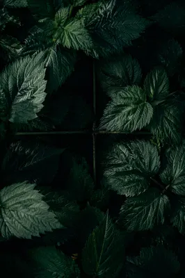 Dark Botanical Cross Textured Background