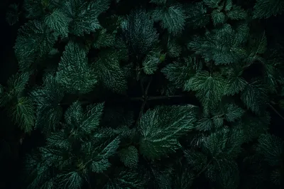 Dark Botanical Cross Background