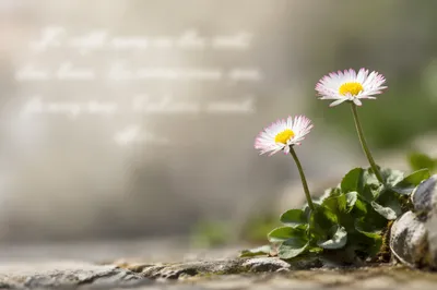 Grace and Faith Daisy Background