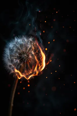 Dandelion Seed With Dramatic Flame Background