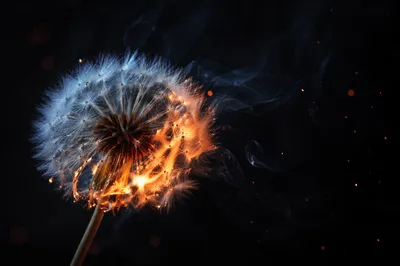 Dandelion Seed and Flames Dark Background