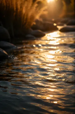 Golden Light on Rippling Stream Surface