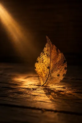Golden Light Through Autumn Leaf on Wood