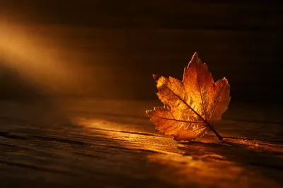 Golden Light Through Autumn Leaf