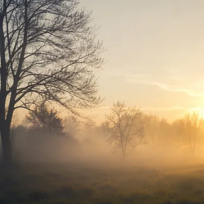 Golden Dawn Rays Over Misty Meadow