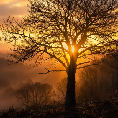 Golden Light Rays Through Bare Tree