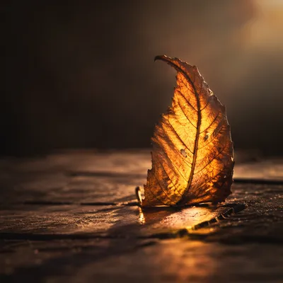Golden Light Through Autumn Leaf