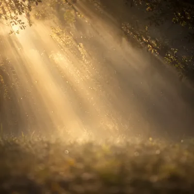 Golden Light Rays in Morning Mist
