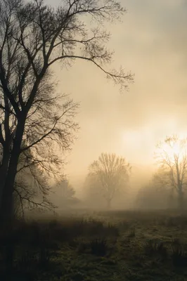 Golden Dawn Meadow with Spiritual Light Rays