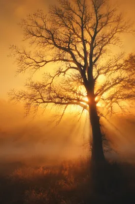 Golden Light Rays Through Bare Tree