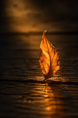 Golden Light Through Autumn Leaf