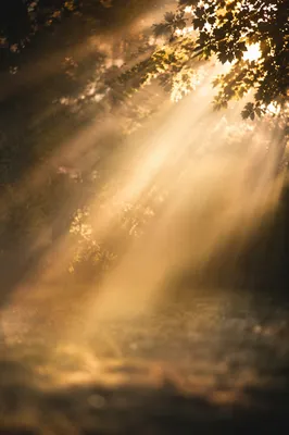 Golden Light Rays in Morning Mist