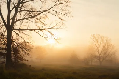 Golden Dawn Light Rays in Misty Meadow