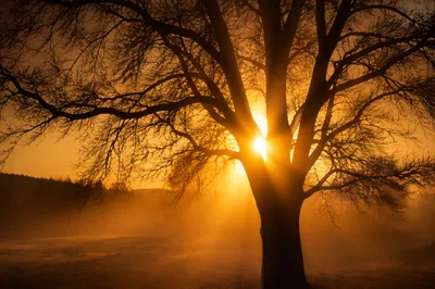Golden Light Rays Through Bare Tree