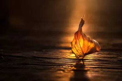 Golden Light Through a Translucent Autumn Leaf