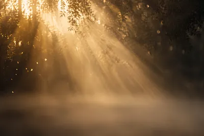 Golden Light Rays in Morning Mist